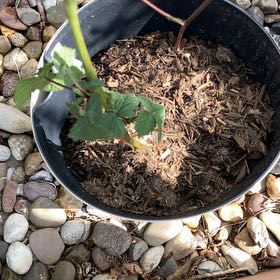 Photo of the plant species Thornless Blackberry by @Girafael1355 named Thor on Greg, the plant care app