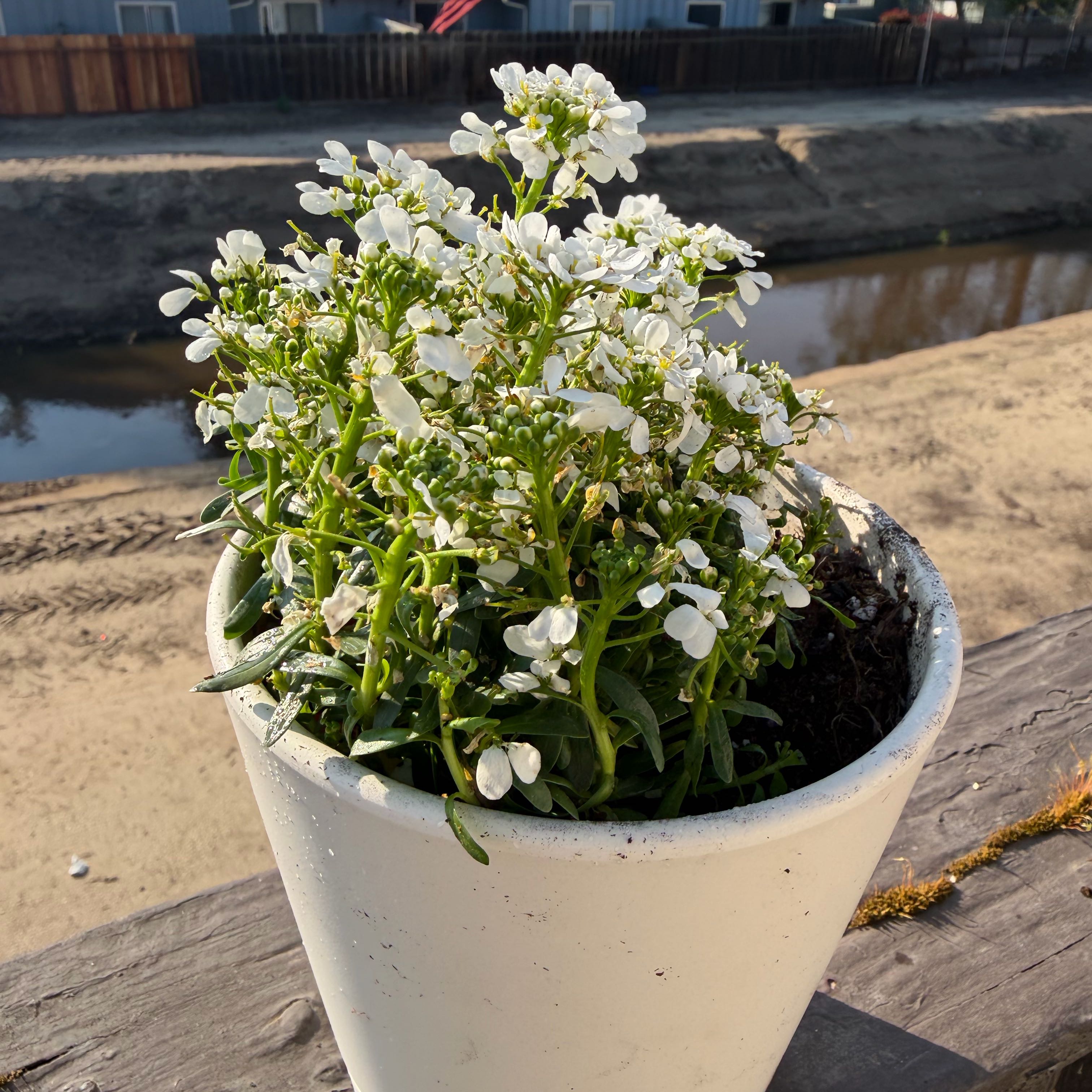Photo of the plant species Iberis Umbellata by @KeyIvy44 named Delilah on Greg, the plant care app