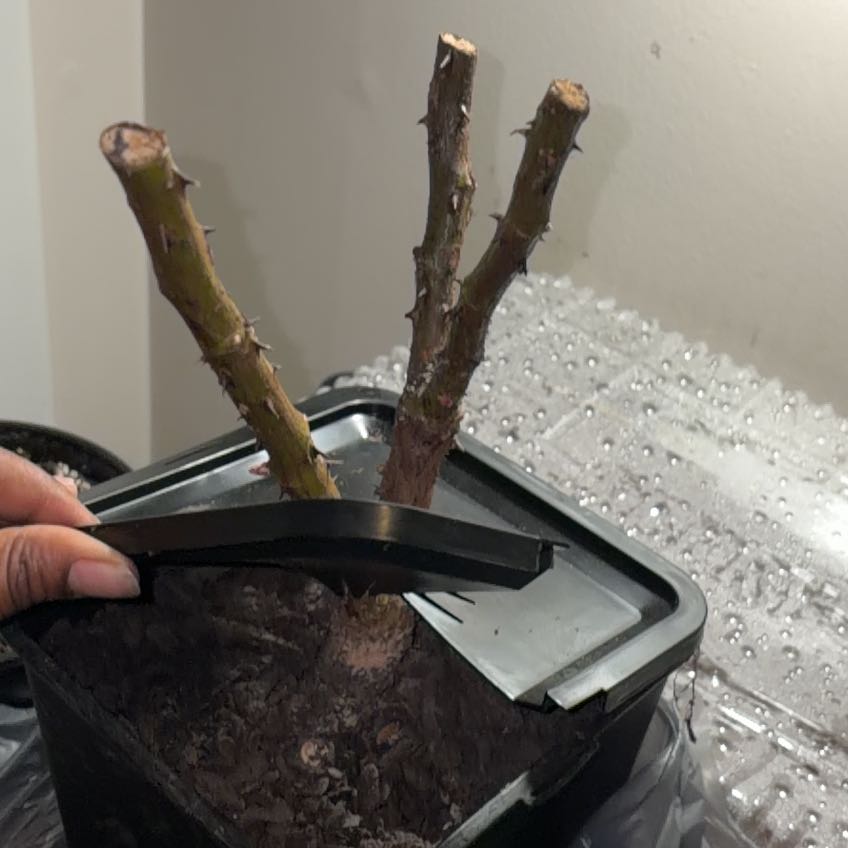 Photo of the plant species True Passion Rose by @ProudCentro37 named Mollie on Greg, the plant care app