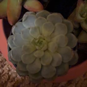 Photo of the plant species Miniature Echeveria  by @Alyssamk412 named Hyacinth on Greg, the plant care app