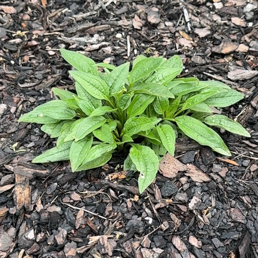 Photo of the plant species Purple Coneflower by @BrotherFicus47 named Orlando Bloom on Greg, the plant care app