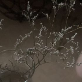Photo of the plant species Baby's Breath by @FreeMizuna43 named Navajo on Greg, the plant care app