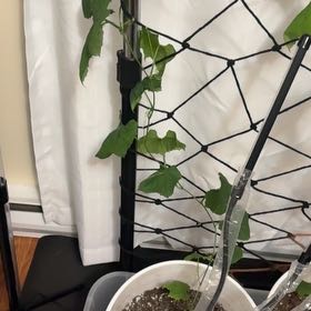 Photo of the plant species Luffa cylindrica by @HappyGollum54 named Cleopatra on Greg, the plant care app
