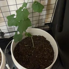 Photo of the plant species Luffa cylindrica by @HappyGollum54 named Sol on Greg, the plant care app