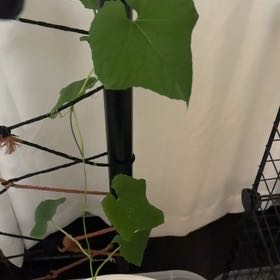 Photo of the plant species Luffa cylindrica by @HappyGollum54 named Wall-E on Greg, the plant care app