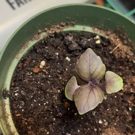 Photo of the plant species Cinnamon Basil by @HappyGollum54 named Xena on Greg, the plant care app