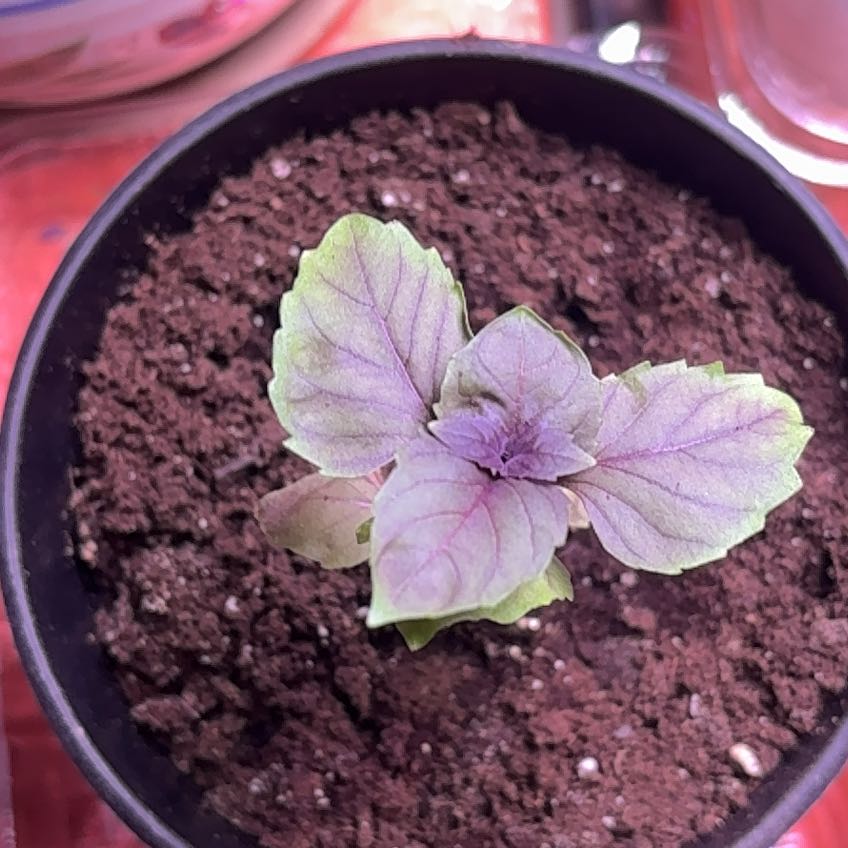 Photo of the plant species Cinnamon Basil by @HappyGollum54 named LiloStitch on Greg, the plant care app