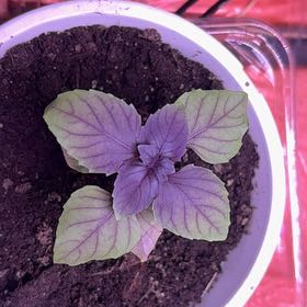 Photo of the plant species Cinnamon Basil by @HappyGollum54 named Dax on Greg, the plant care app