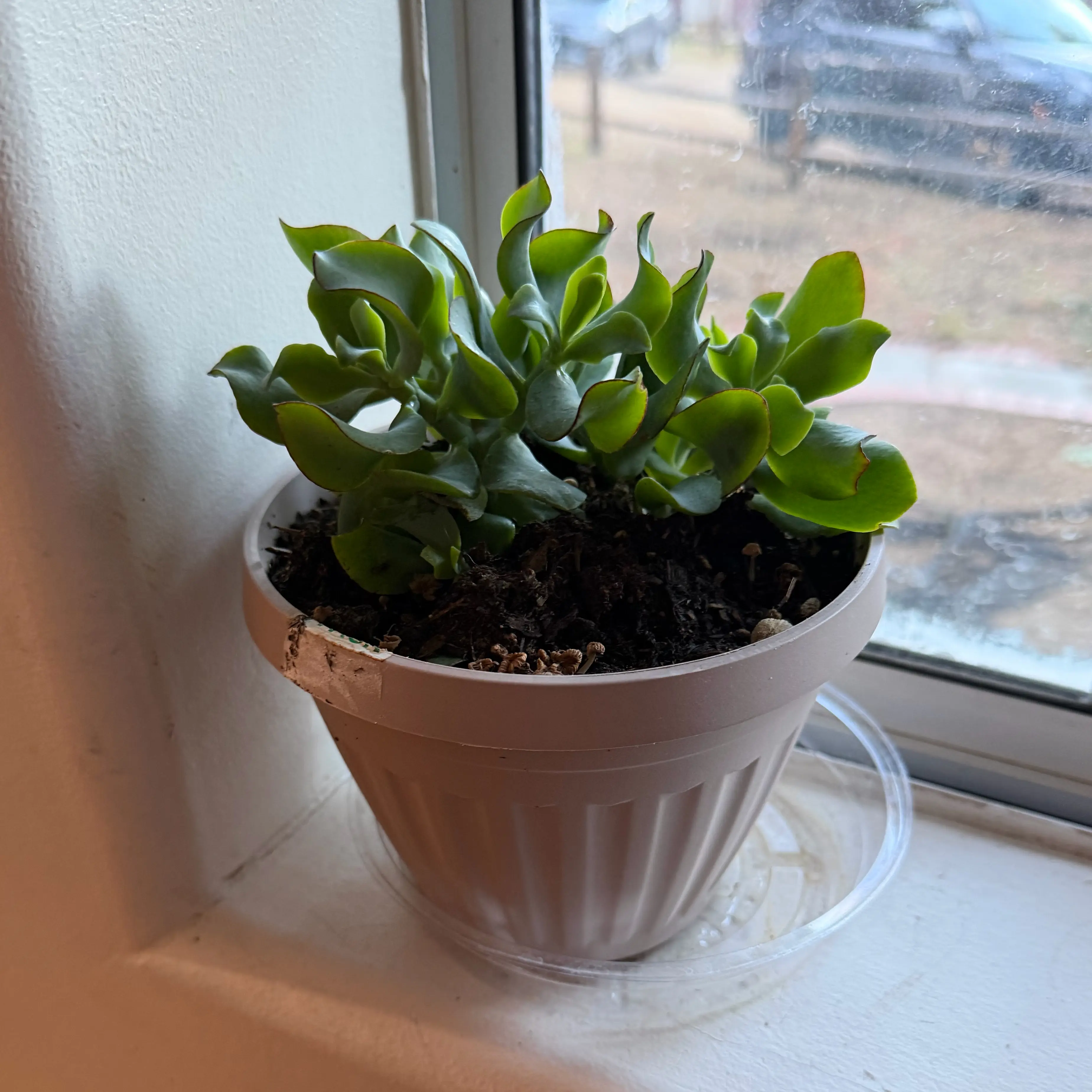 Photo of the plant species Ripple Jade™️ by @SarahS08 named Einstein on Greg, the plant care app