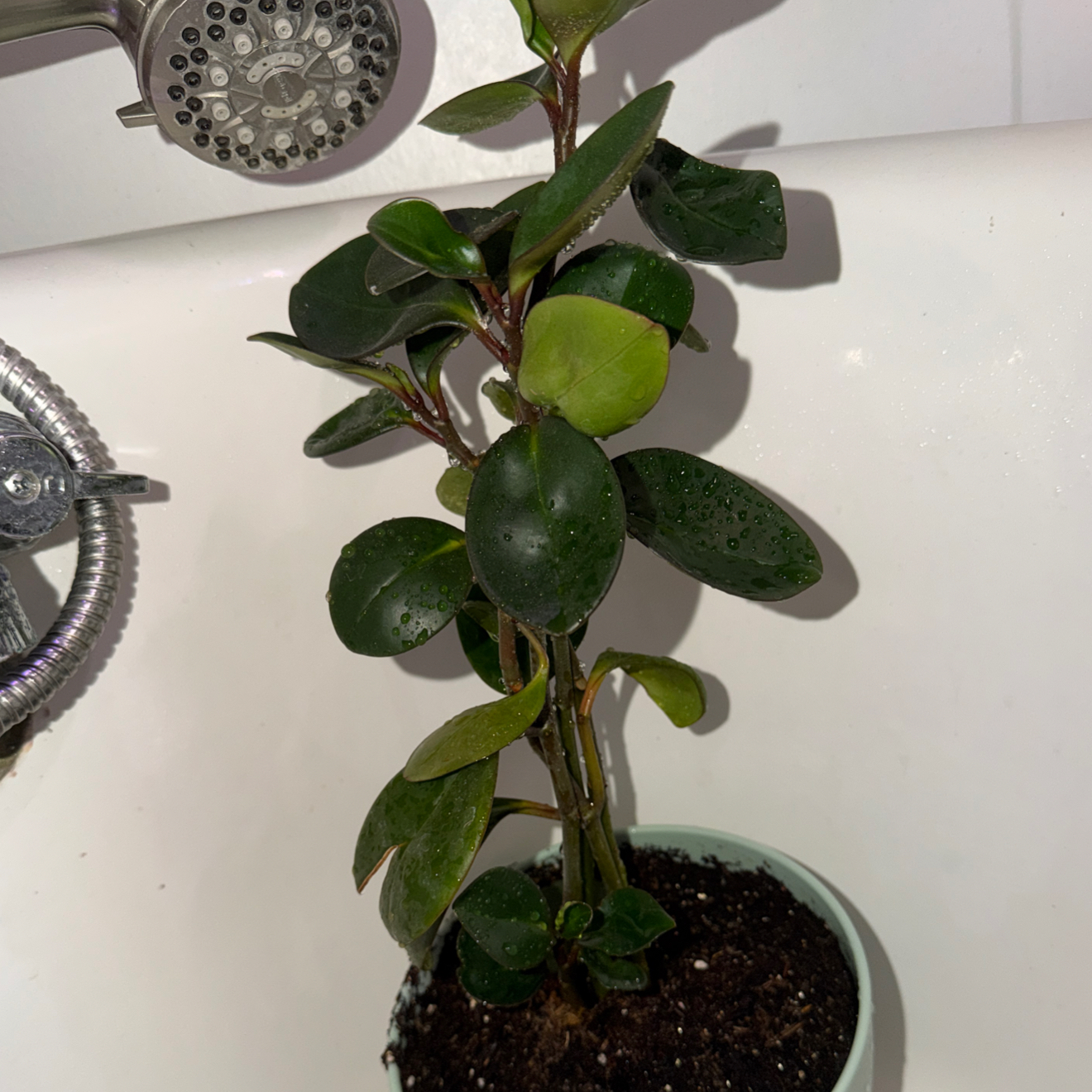 Photo of the plant species Baby Rubber Plant by @SarahS08 named Naomi on Greg, the plant care app