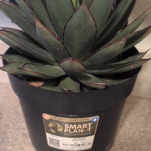 Photo of the plant species Agave 'Blue Glow' by @OrganicMoss76 named Rosa on Greg, the plant care app