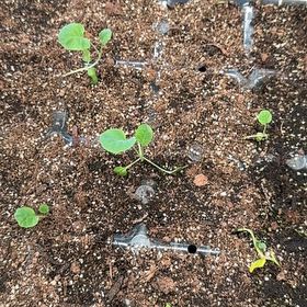 Photo of the plant species Broccoli by @ActualDodder21 named Stella on Greg, the plant care app