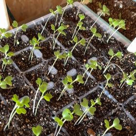 Photo of the plant species Collard Greens by @ActualDodder21 named Messi on Greg, the plant care app
