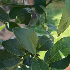 Photo of the plant species Lime Tree by @Hannahacienda named Bodhi on Greg, the plant care app
