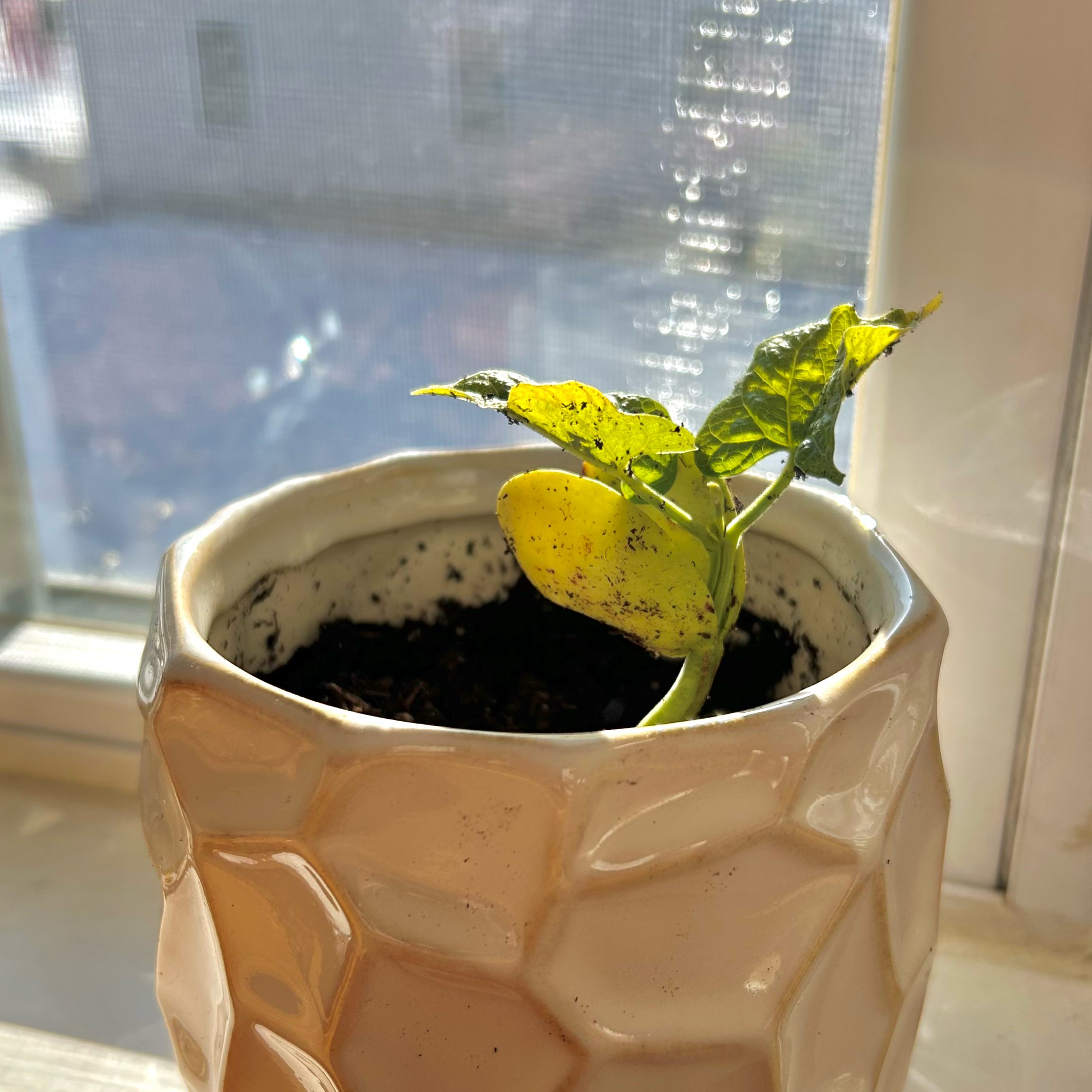 Photo of the plant species Lima Bean by @abadplantmom named Lionel on Greg, the plant care app
