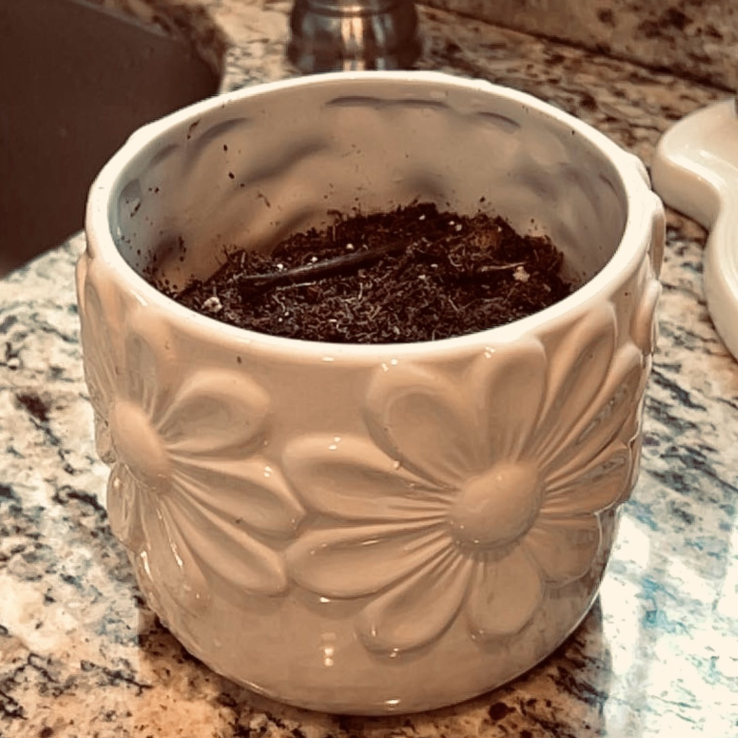 Photo of the plant species Pansy by @abadplantmom named Patty on Greg, the plant care app