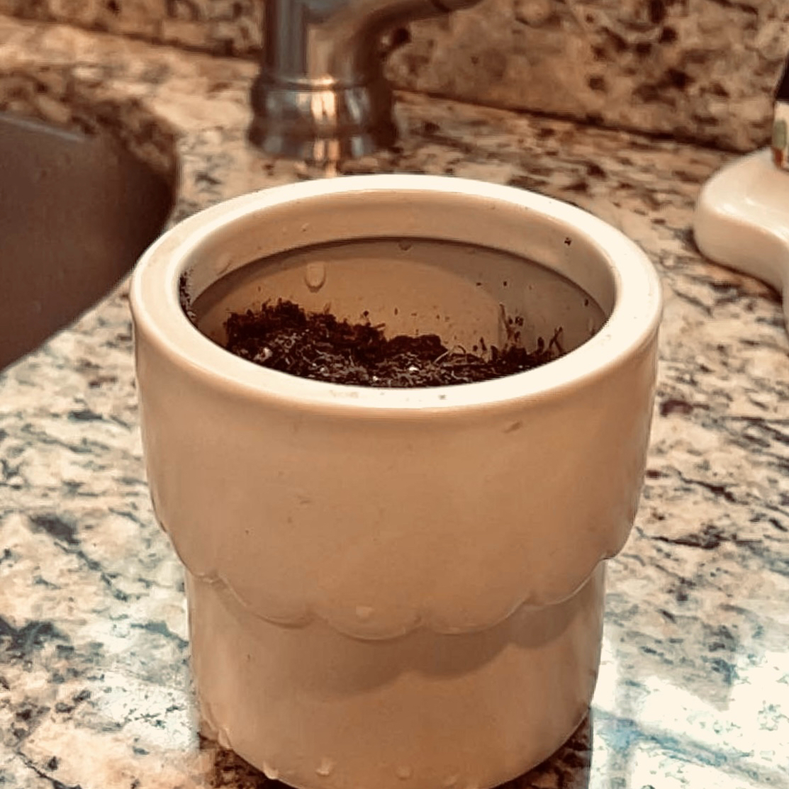 Photo of the plant species Livingstone Daisy by @abadplantmom named Marley on Greg, the plant care app