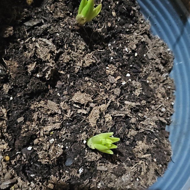Photo of the plant species Lily 'Double Star' by @SuavePlanera20 named Ella and Bella on Greg, the plant care app