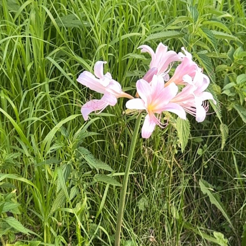 Photo of the plant species Resurrection Lily by @StoutSarcodes83 named Pax on Greg, the plant care app