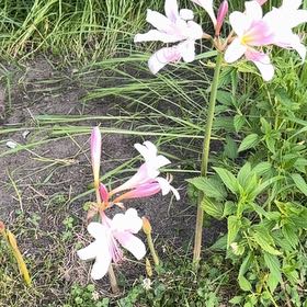 Photo of the plant species Resurrection Lily by @StoutSarcodes83 named Marley on Greg, the plant care app