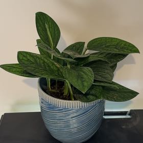 Photo of the plant species Monstera Green Galaxy (sp Peru) by @JPShoop named Scarlett on Greg, the plant care app