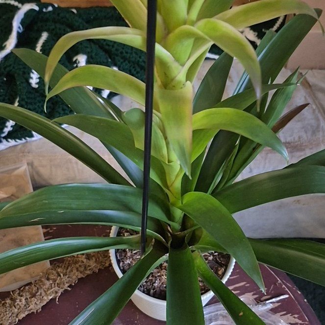 Photo of the plant species Red Bromeliad by @ZarfChaya68 named Orlando Bloom on Greg, the plant care app