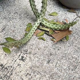 Photo of the plant species Snake Cholla by @SirFrithia94 named Nithin on Greg, the plant care app