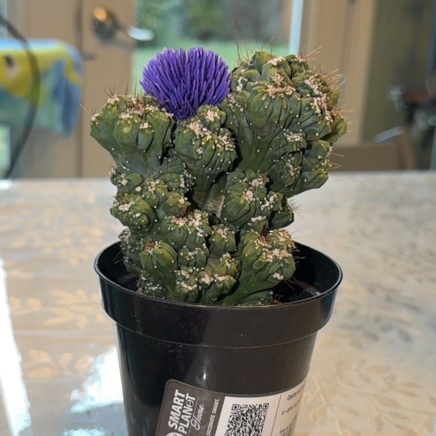 Photo of the plant species Cereus peruvianus f. monstrose by @FitKoa79 named Spiky on Greg, the plant care app