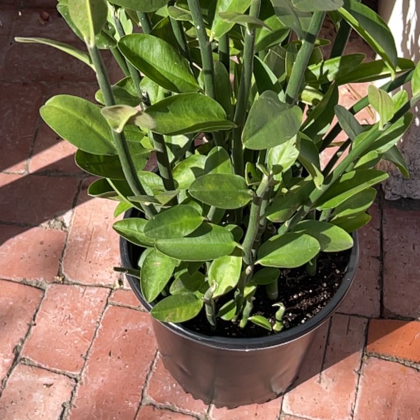 Photo of the plant species Pedilanthus bracteatus by @AcePhalsa69 named Mollie on Greg, the plant care app
