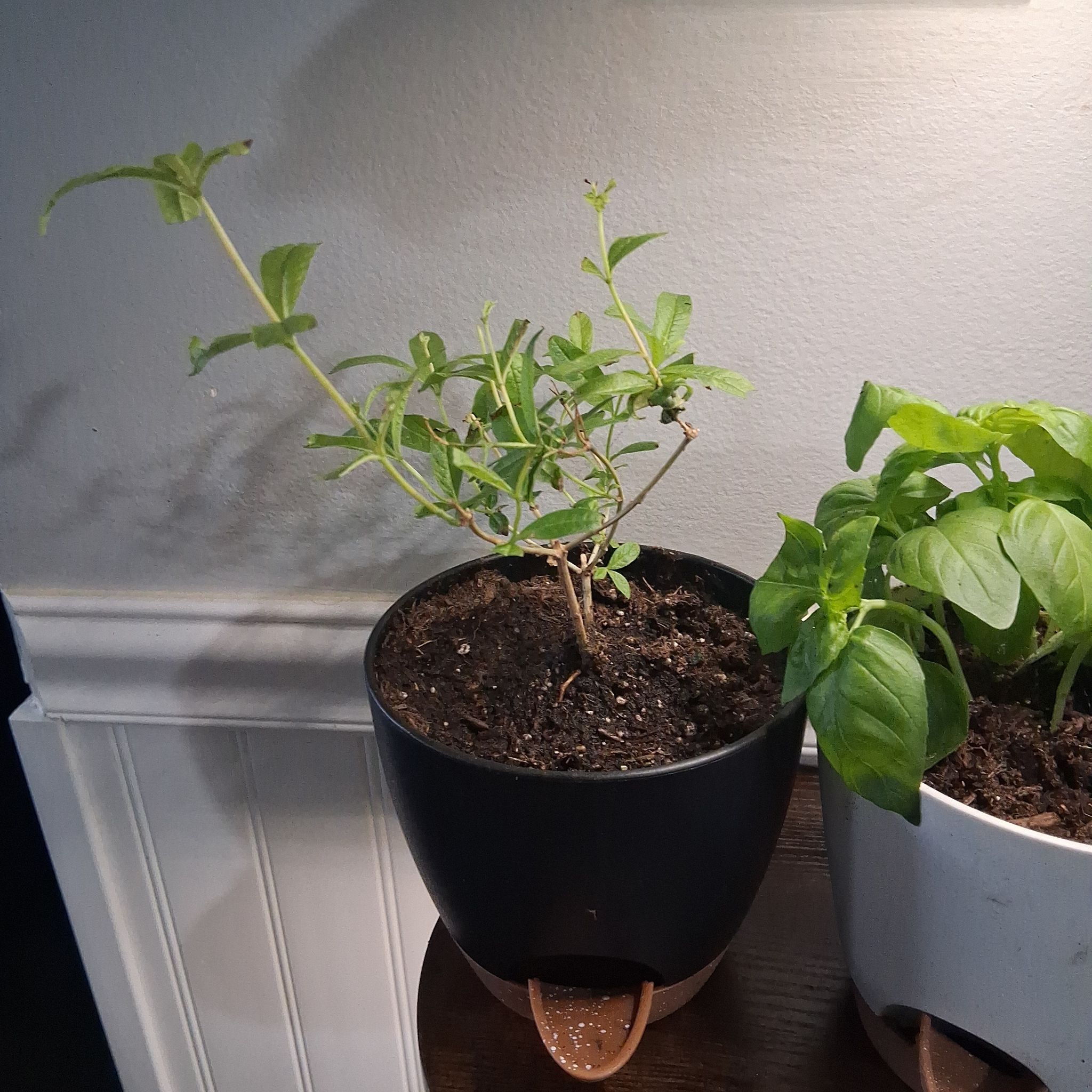 Photo of the plant species lemon verbena by @LadyWakerobin45 named LiloStitch on Greg, the plant care app