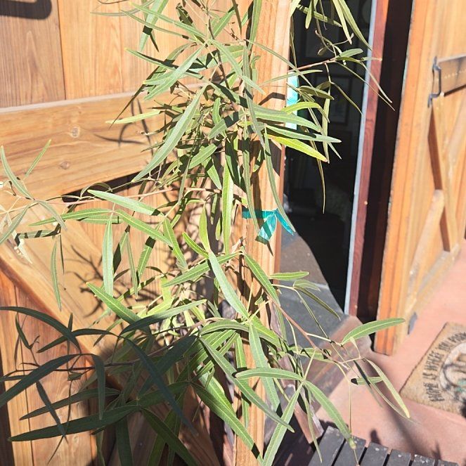 Photo of the plant species African Sumac by @GoodyPinetree20 named Wall-E on Greg, the plant care app