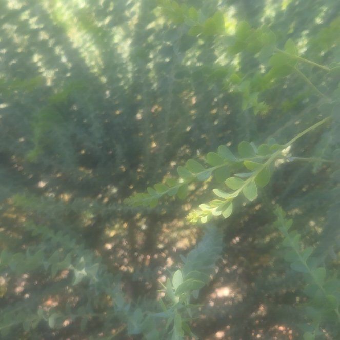 Photo of the plant species Ceterach Officinarum by @GoodyPinetree20 named Spike Leaves on Greg, the plant care app