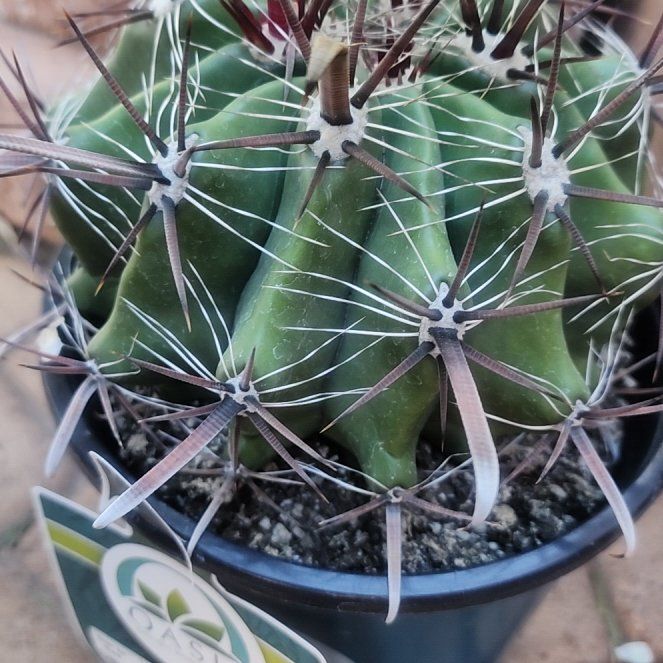 Photo of the plant species Barrel Cactus by @TrustyWildtea52 named Willow on Greg, the plant care app