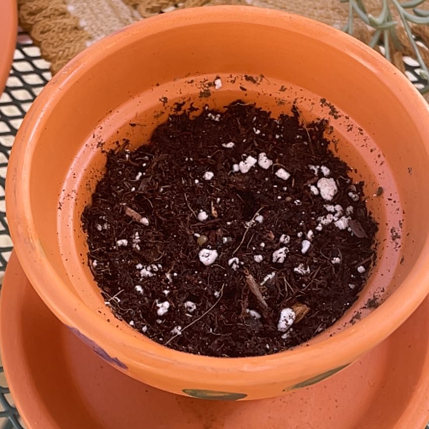 Photo of the plant species Lima Bean by @Mrs.Nicksic23 named Ryan’s on Greg, the plant care app