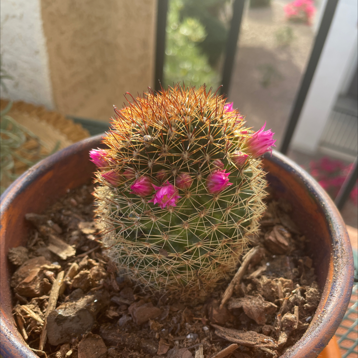 Photo of the plant species Red-Headed Irishman by @Mrs.Nicksic23 named Eli’s on Greg, the plant care app