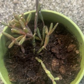 Photo of the plant species Dancing Bones Cactus by @DollRedbush11 named Anne on Greg, the plant care app