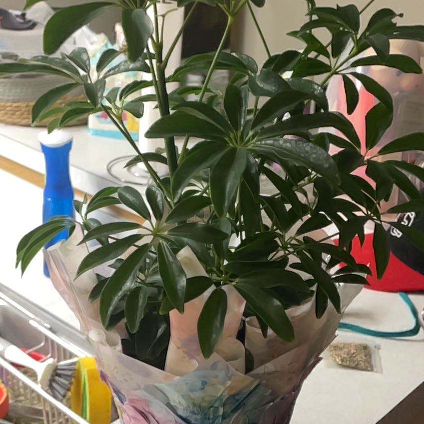 Photo of the plant species Variegated Dwarf Umbrella by @ProWhitefir80 named Shakira on Greg, the plant care app