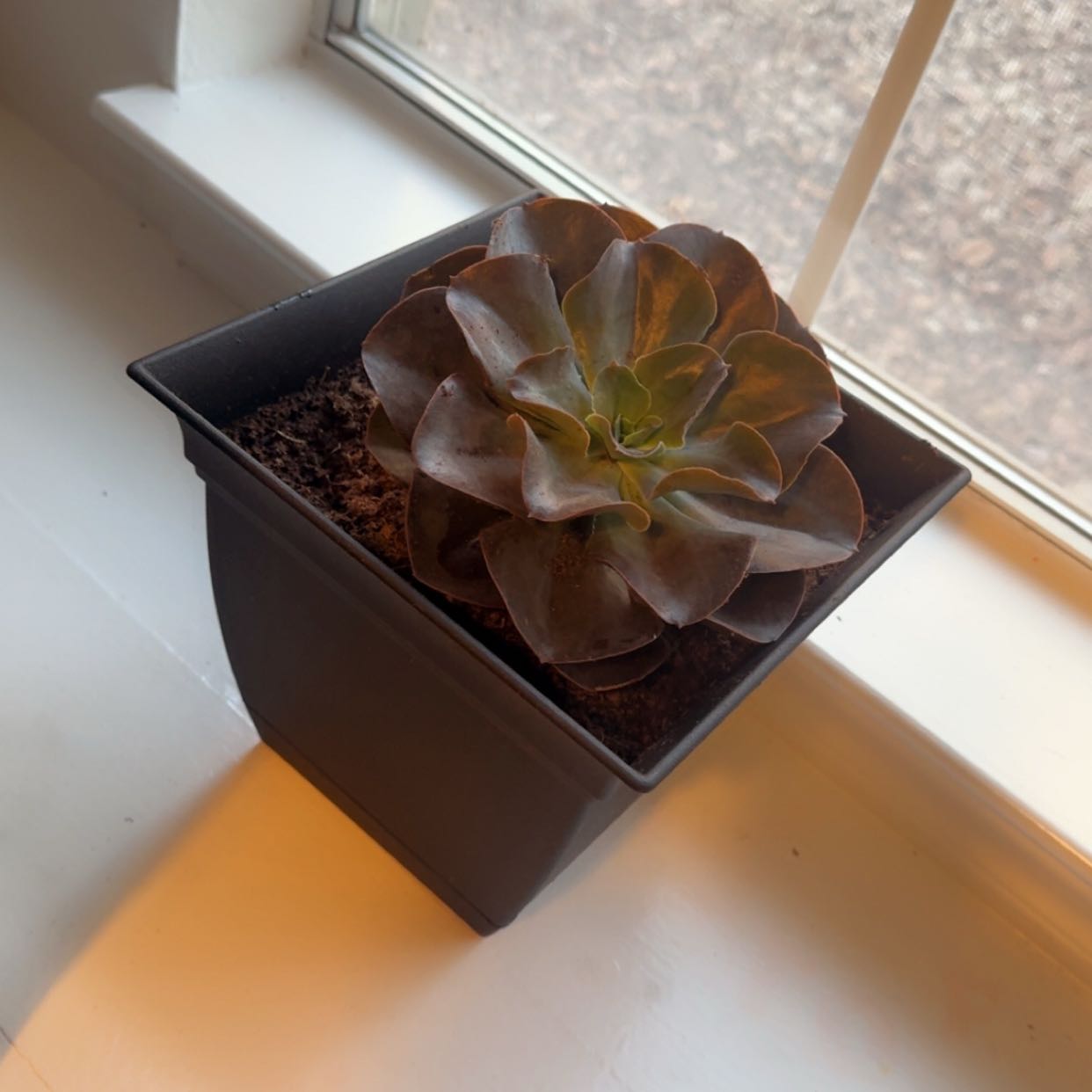 Photo of the plant species Echeveria 'Valeria' by @AlwaysFuscia91 named Planti on Greg, the plant care app