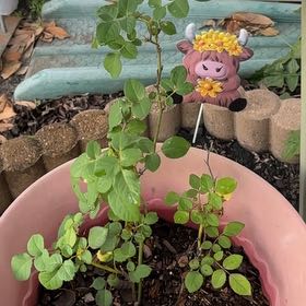 Photo of the plant species Sicklepod by @AwakeQuenepa75 named Bella on Greg, the plant care app