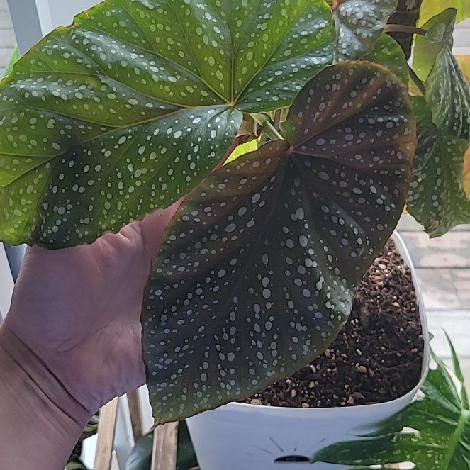 Photo of the plant species Angel Wing Begonia by @GemNeslia83 named Harmony on Greg, the plant care app