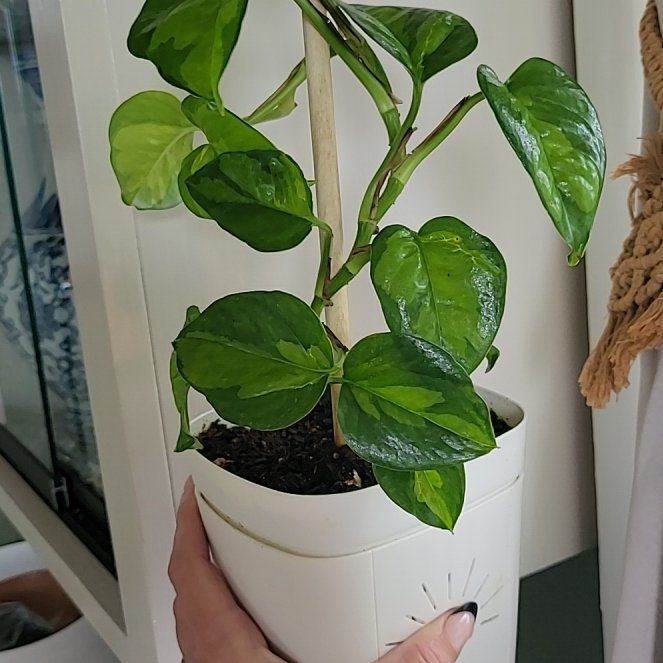 Photo of the plant species Global Green Pothos by @GemNeslia83 named Denali on Greg, the plant care app