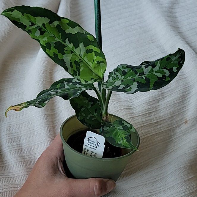 Photo of the plant species Aglaonema 'Tricolor' by @GemNeslia83 named Kesha on Greg, the plant care app