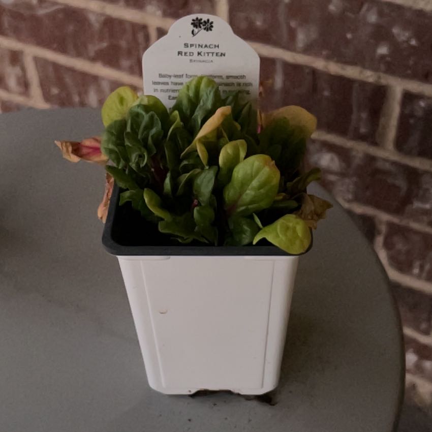 Photo of the plant species Spinach 'Red Kitten' by @BackupCooperi27 named Beyonce on Greg, the plant care app