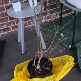 Photo of the plant species Powder Blue Blueberry by @BackupCooperi27 named Sproutacus on Greg, the plant care app