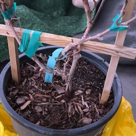 Photo of the plant species Concord Grape by @BackupCooperi27 named Mollie on Greg, the plant care app