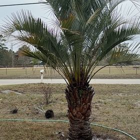 Photo of the plant species Date Palm Tree by @ZestfulRaintree named Prince on Greg, the plant care app