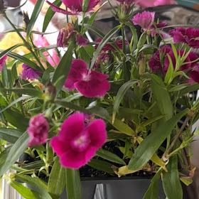 Photo of the plant species Dianthus 'Supra Purple' by @ZestfulRaintree named Nemo on Greg, the plant care app