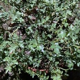 Photo of the plant species Apricot Drift Rose by @ZestfulRaintree named Oscar on Greg, the plant care app