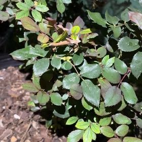 Photo of the plant species Knock Out Roses by @ZestfulRaintree named Curie on Greg, the plant care app