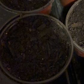 Photo of the plant species Canterbury Bells by @ZestfulRaintree named Tree Diddy on Greg, the plant care app